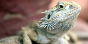 Bearded Dragon Terrarium Set Up